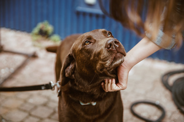 Hannah W. | Golden retriever